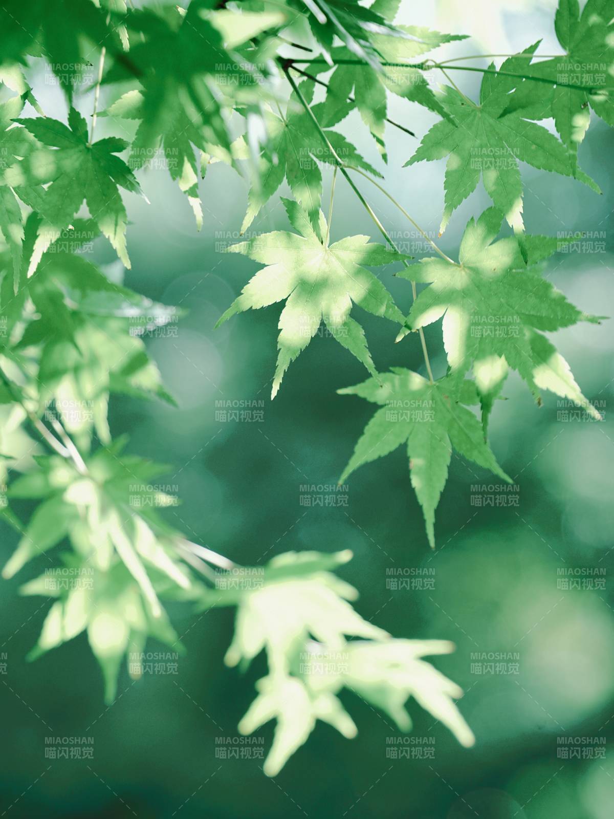 绿叶光影 清新自然图片