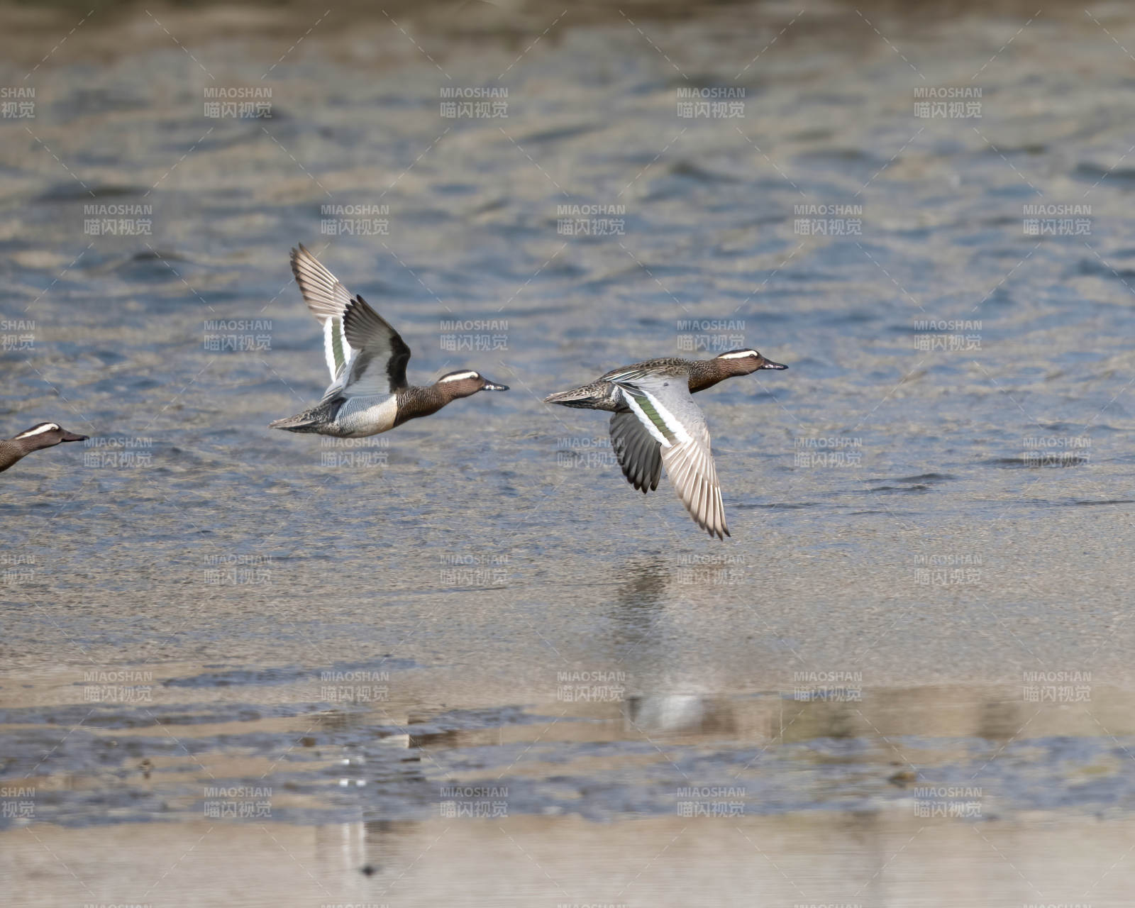 飞翔的鸭子图片