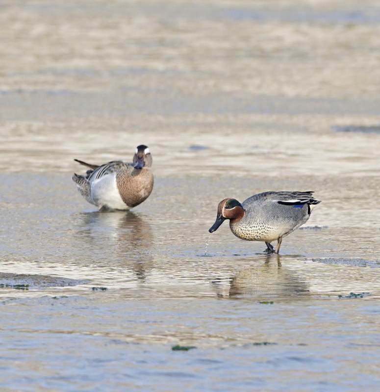 两只鸭子在浅水中漫步图片