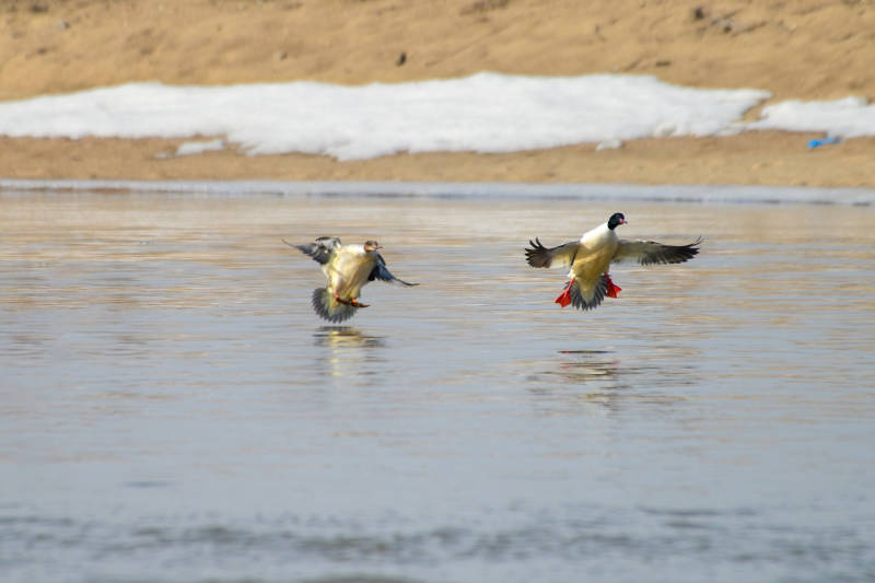 两只鸭子在水面飞翔图片