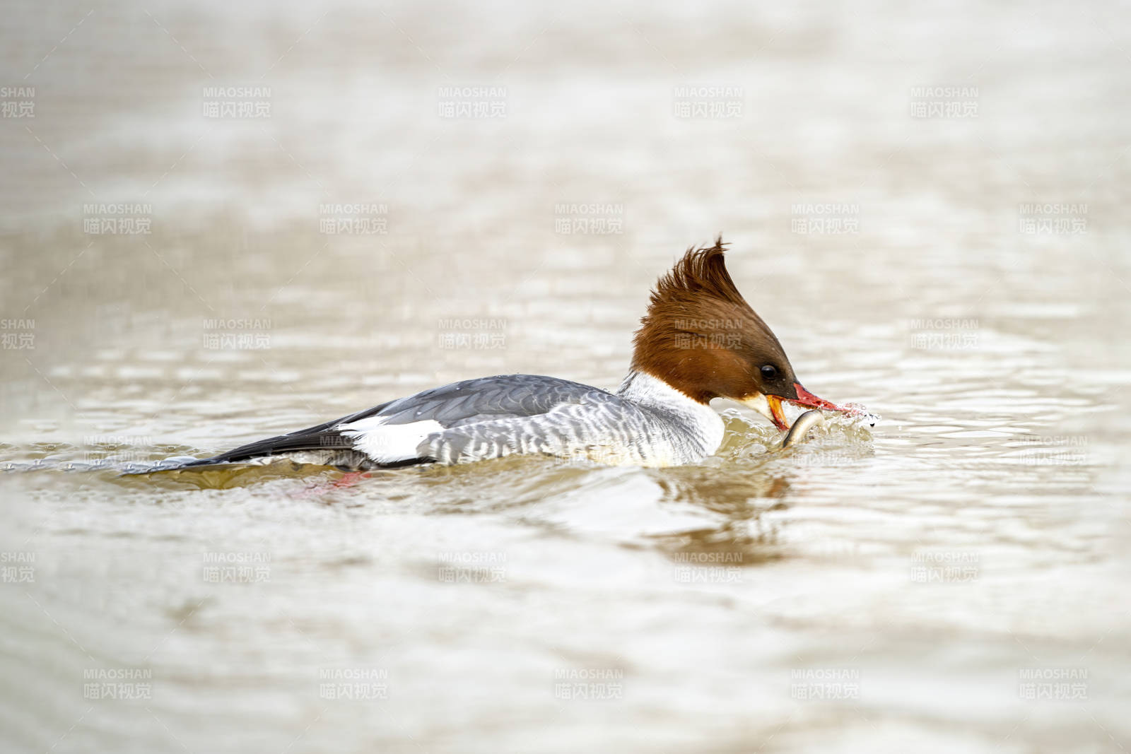 鸭子捕食瞬间图片