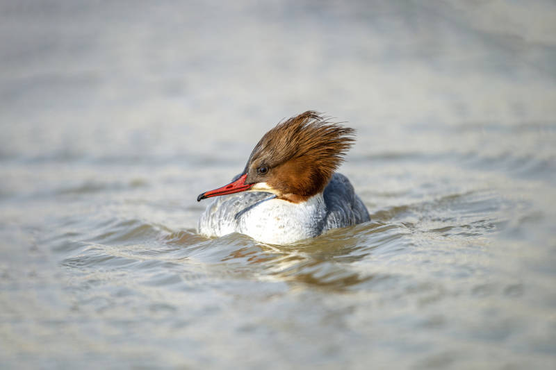 水中游弋的鸭子图片