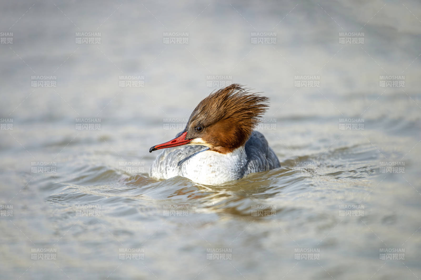 水中游弋的鸭子图片