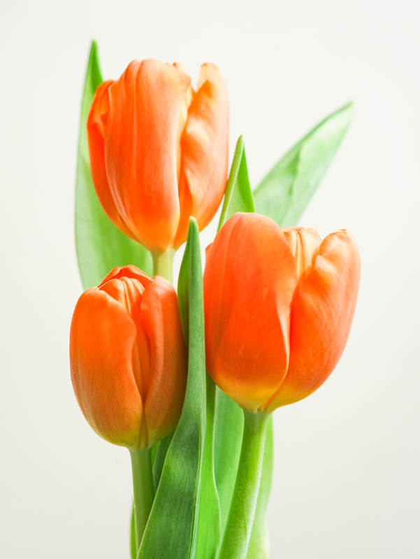 橙色郁金香的优雅绽放图片