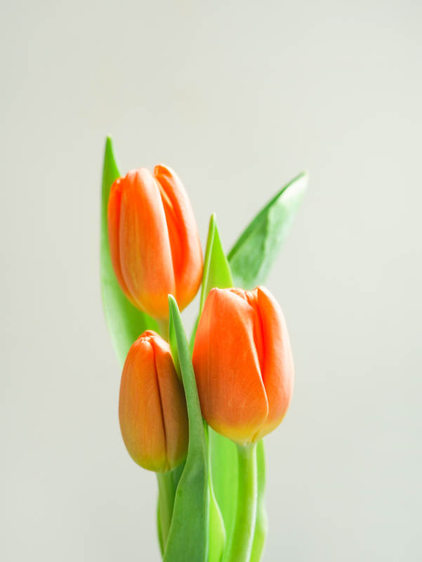 橙色郁金香的优雅绽放图片