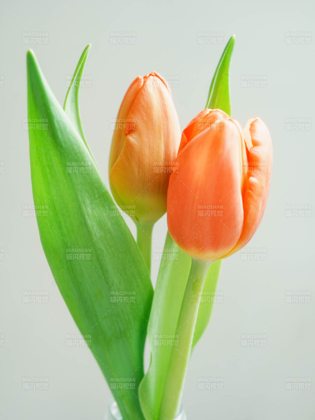 橙色郁金香的静谧之美图片