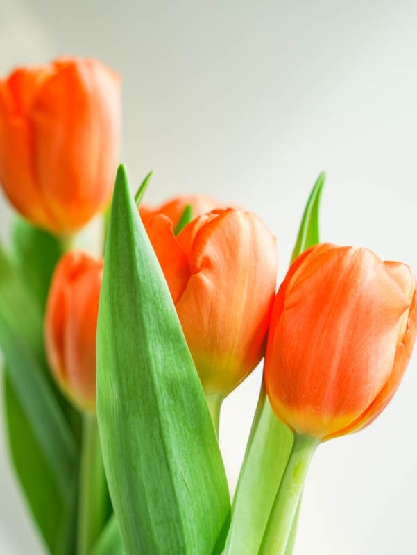 橙色郁金香的美丽绽放图片