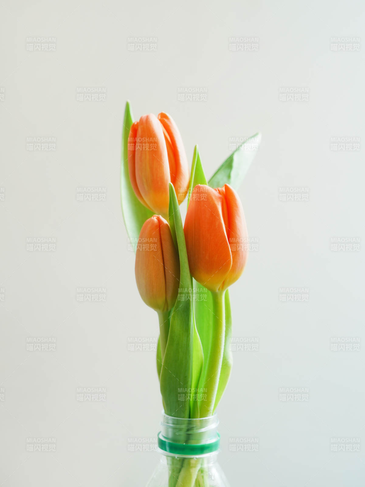 橙色郁金香瓶中绽放图片