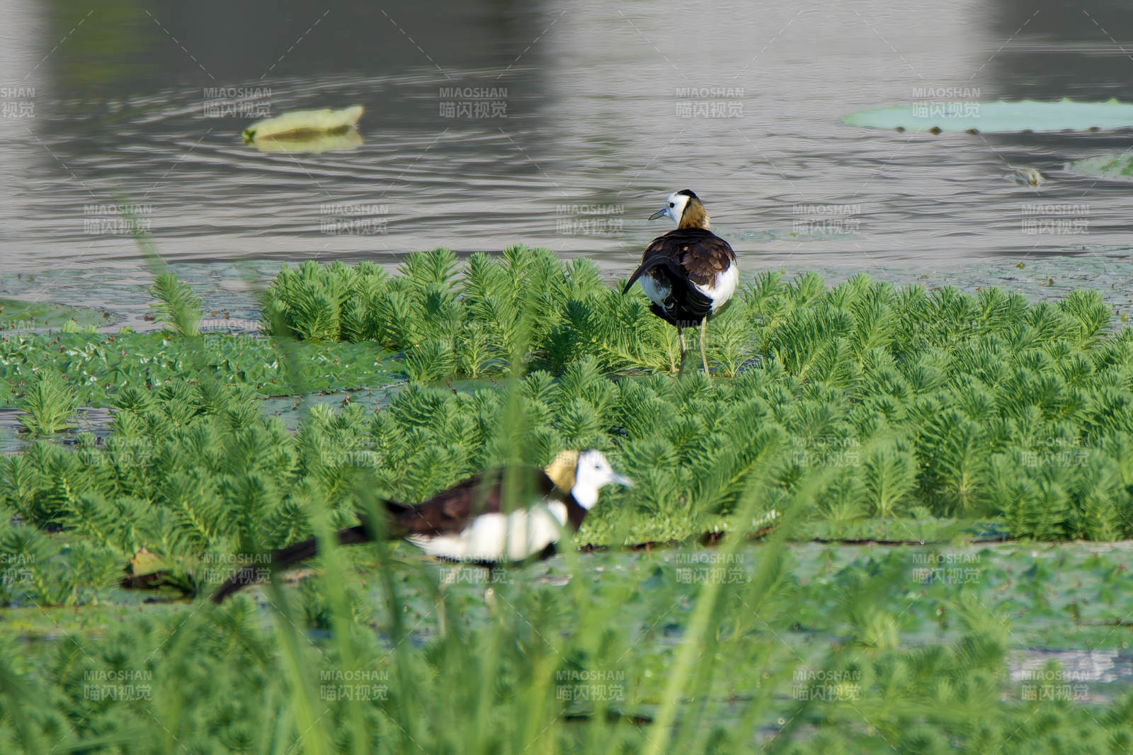 水鸟栖息绿植间图片