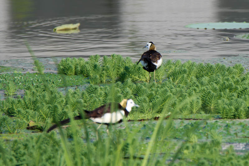 水鸟栖息绿植间图片