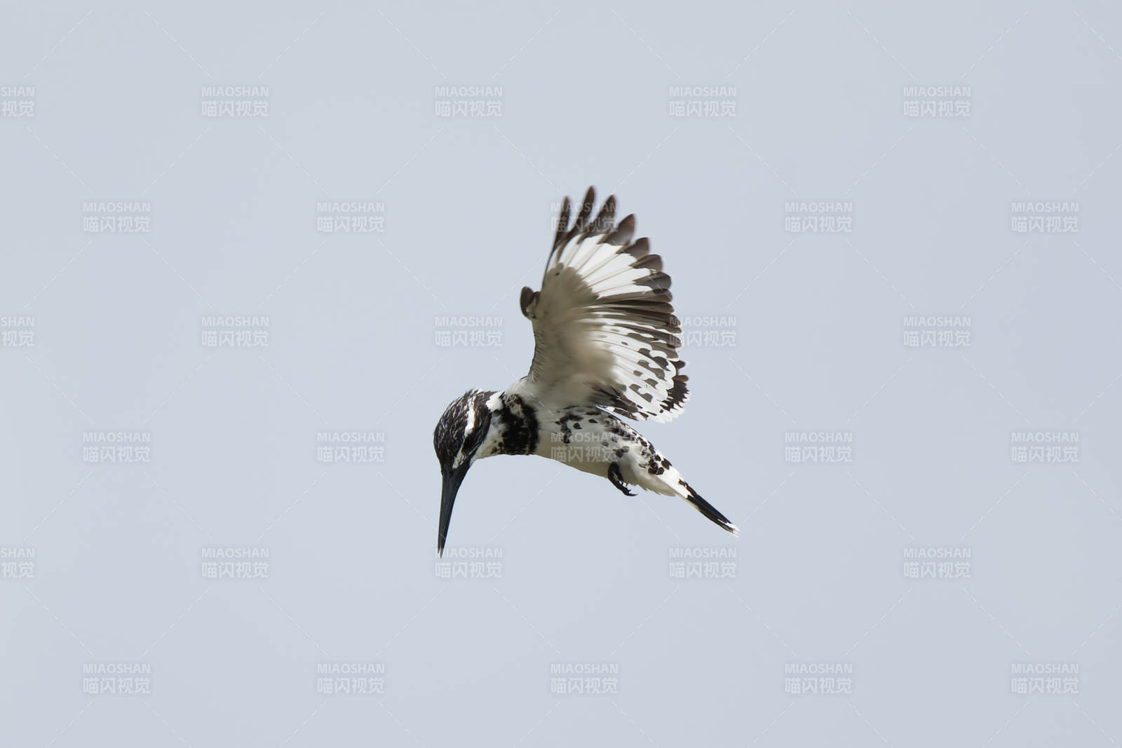 飞翔的斑鱼狗鸟图片