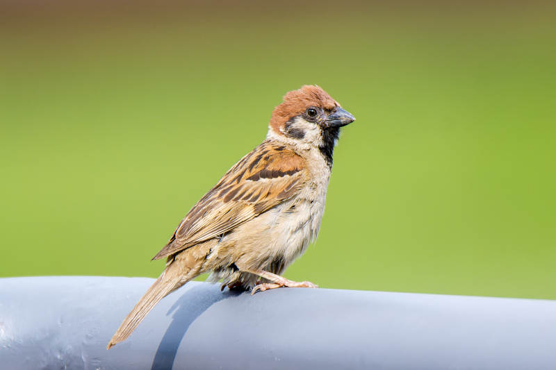 小鸟栖息栏杆上图片