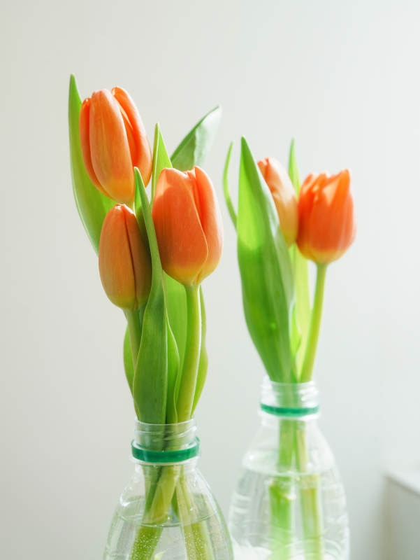 橙色郁金香与玻璃瓶图片