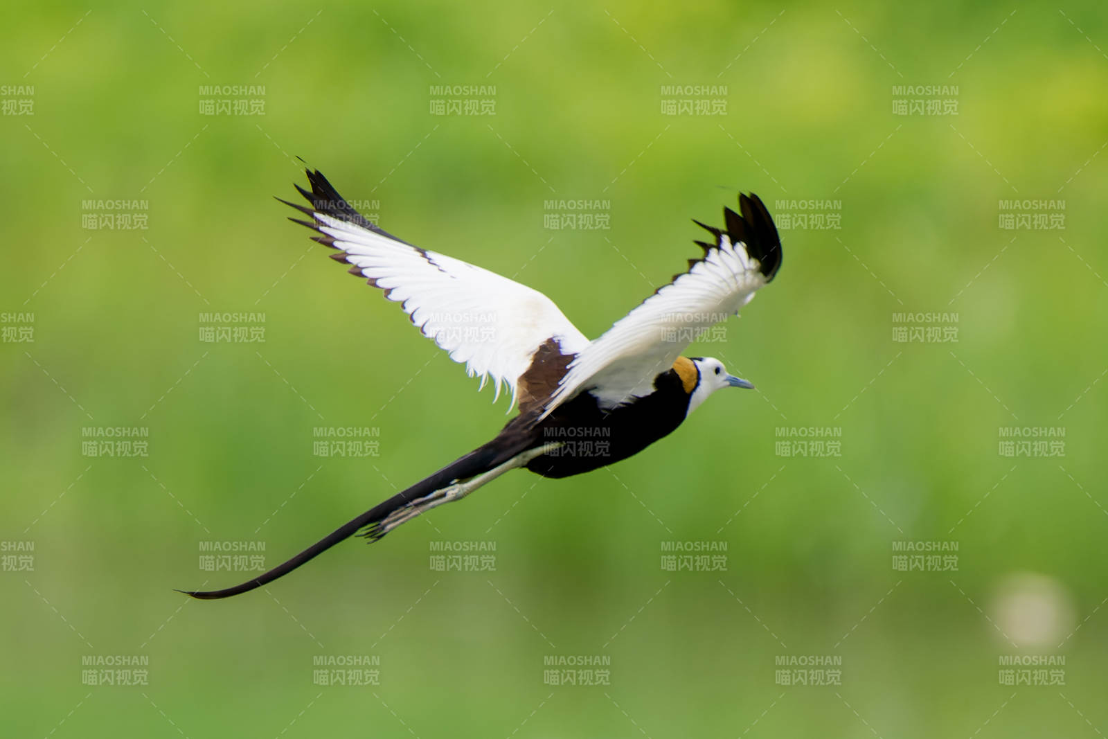 飞翔的水雉鸟图片
