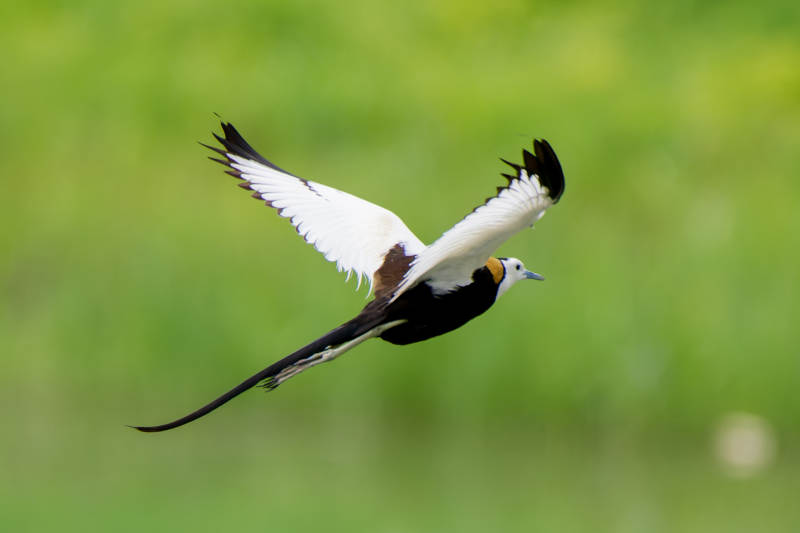 飞翔的水雉鸟图片