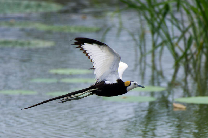 水雉展翅飞翔图片