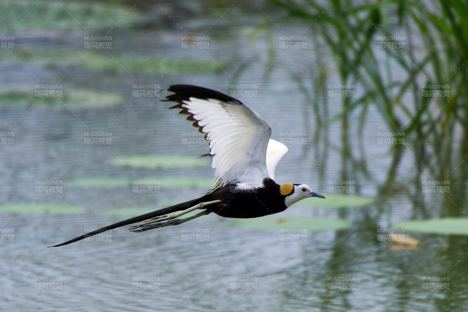 水雉展翅飞翔图片