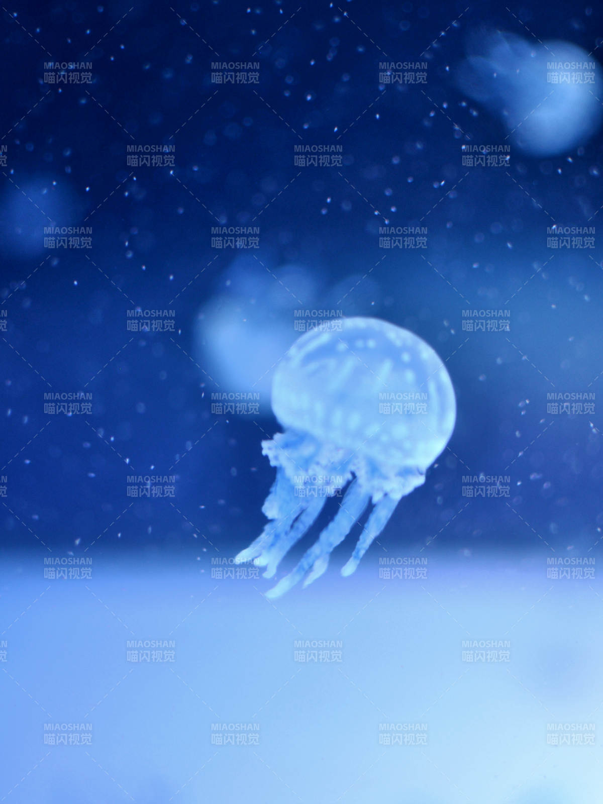 深海中的蓝色水母图片