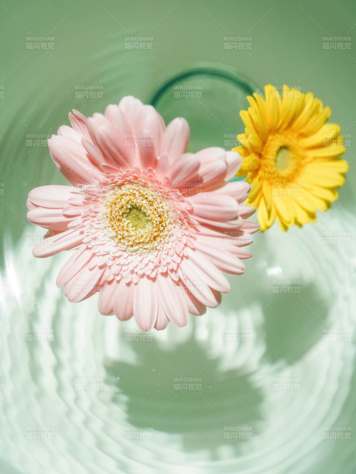 水中绽放的粉色与黄色花朵图片