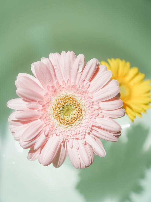 粉色雏菊与水滴的柔美瞬间图片