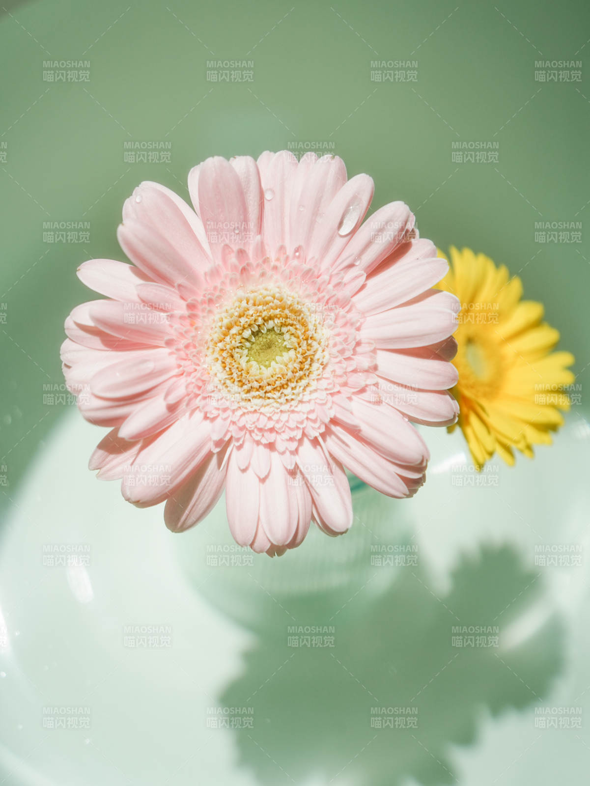 粉色与黄色的花影倒映图片