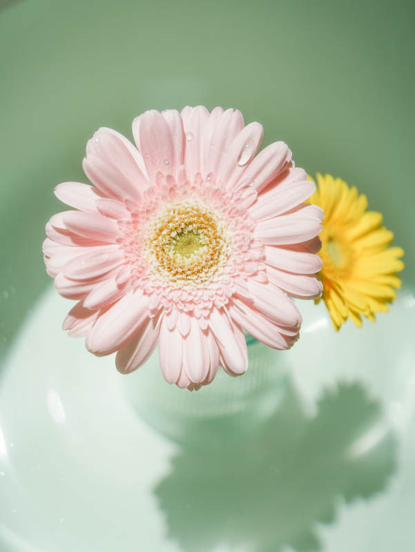 粉色与黄色的花影倒映图片