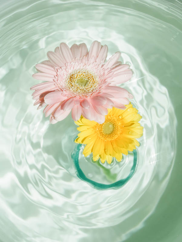 水中花影 静谧之美图片