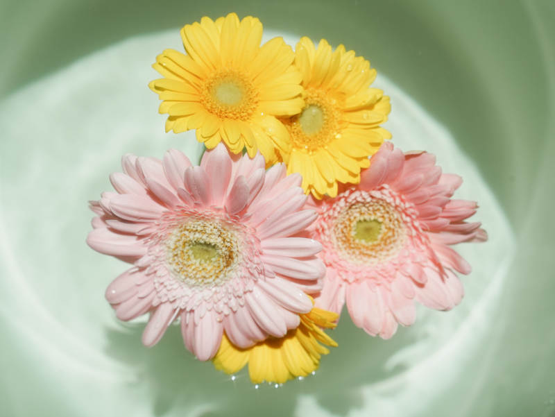 水中绽放的彩色雏菊图片