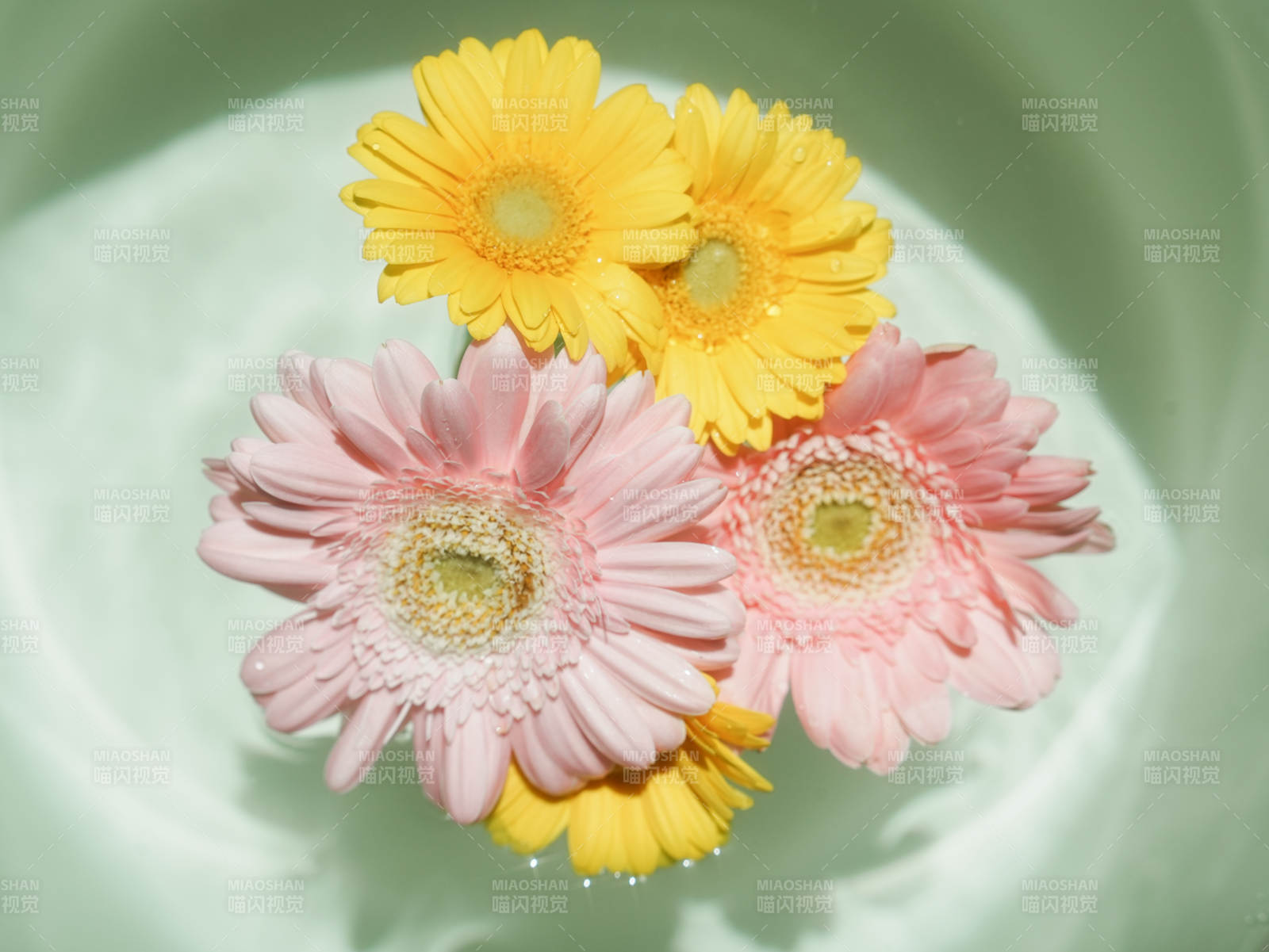 水中绽放的彩色雏菊图片