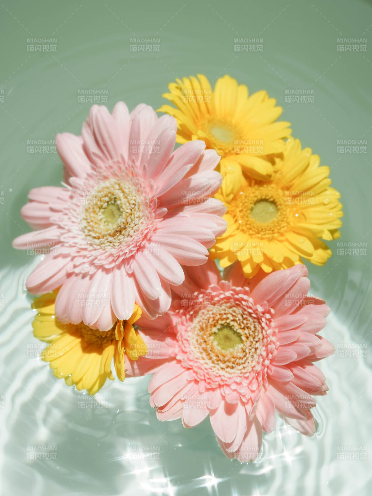 水中绽放的彩色雏菊图片