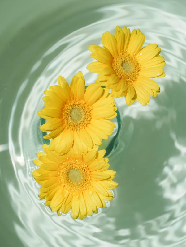 水中绽放的黄色雏菊图片