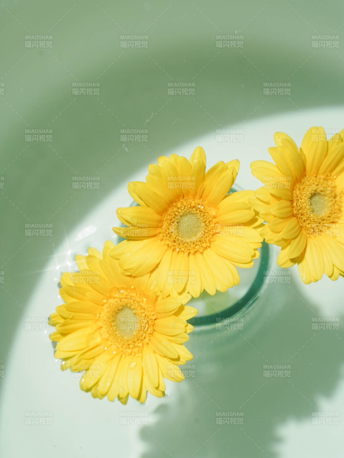 水中绽放的黄色雏菊图片
