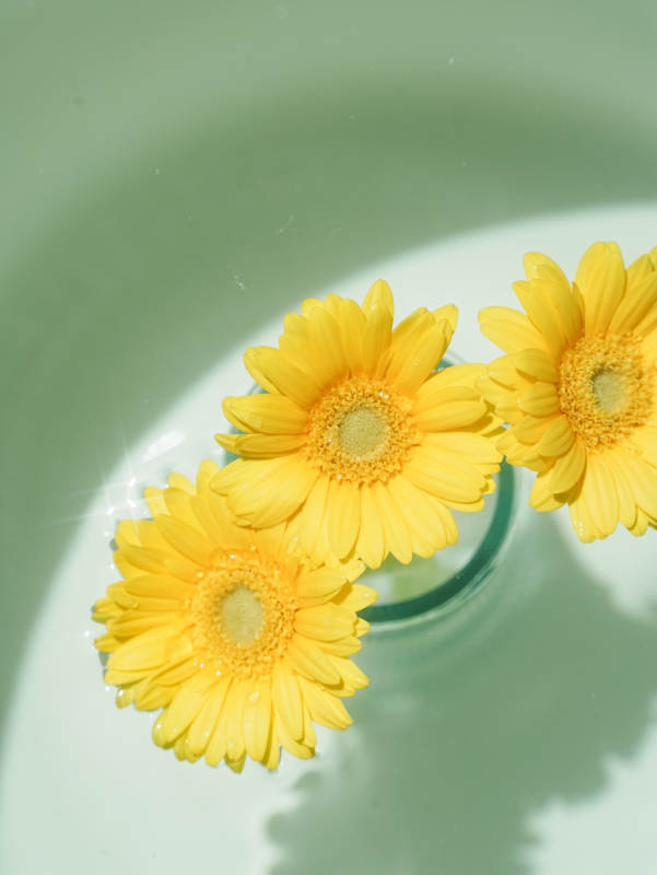 水中绽放的黄色雏菊图片