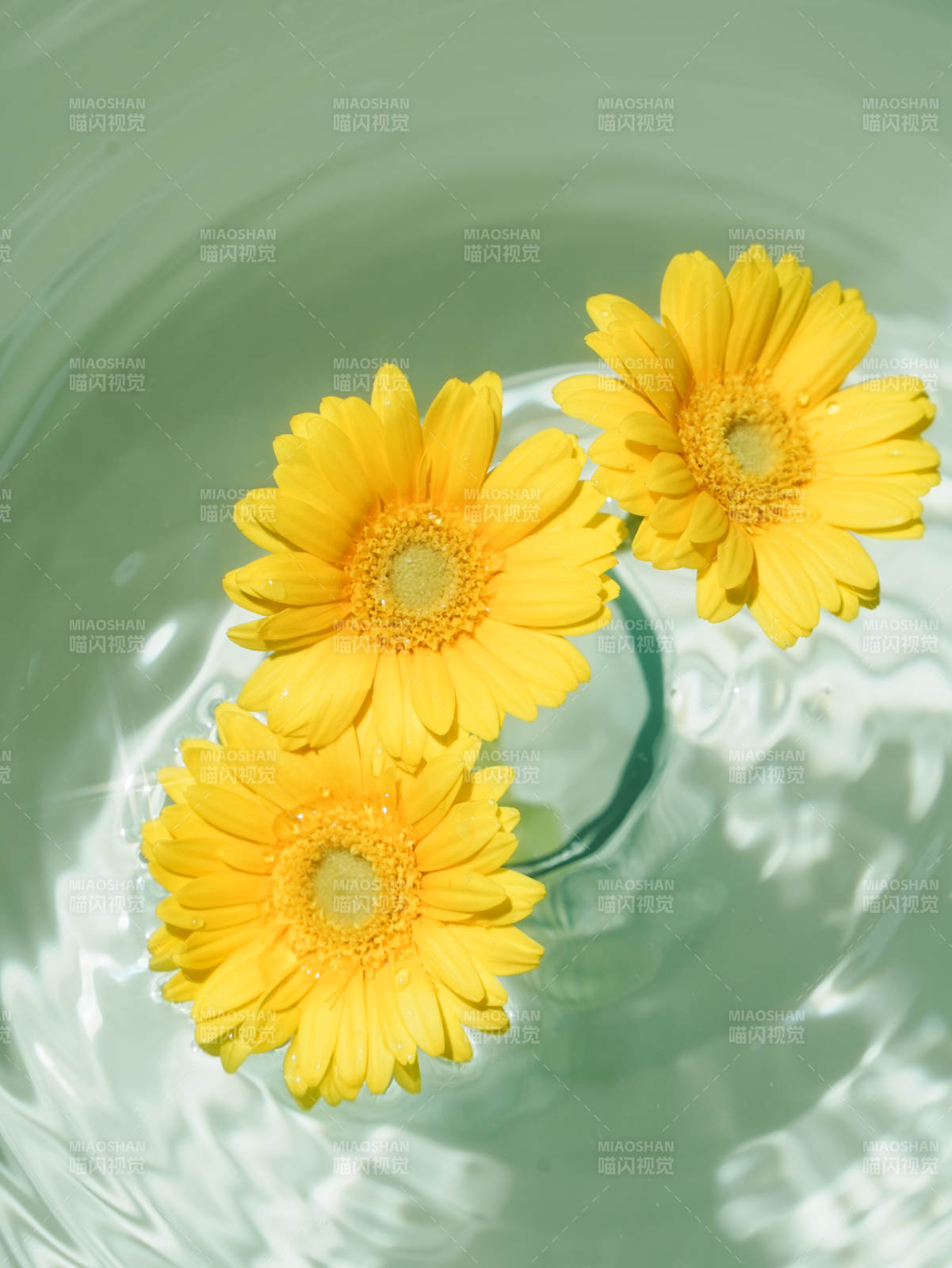 水中三朵黄花静谧美图片