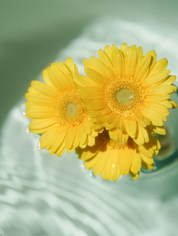 水中绽放的黄色雏菊图片