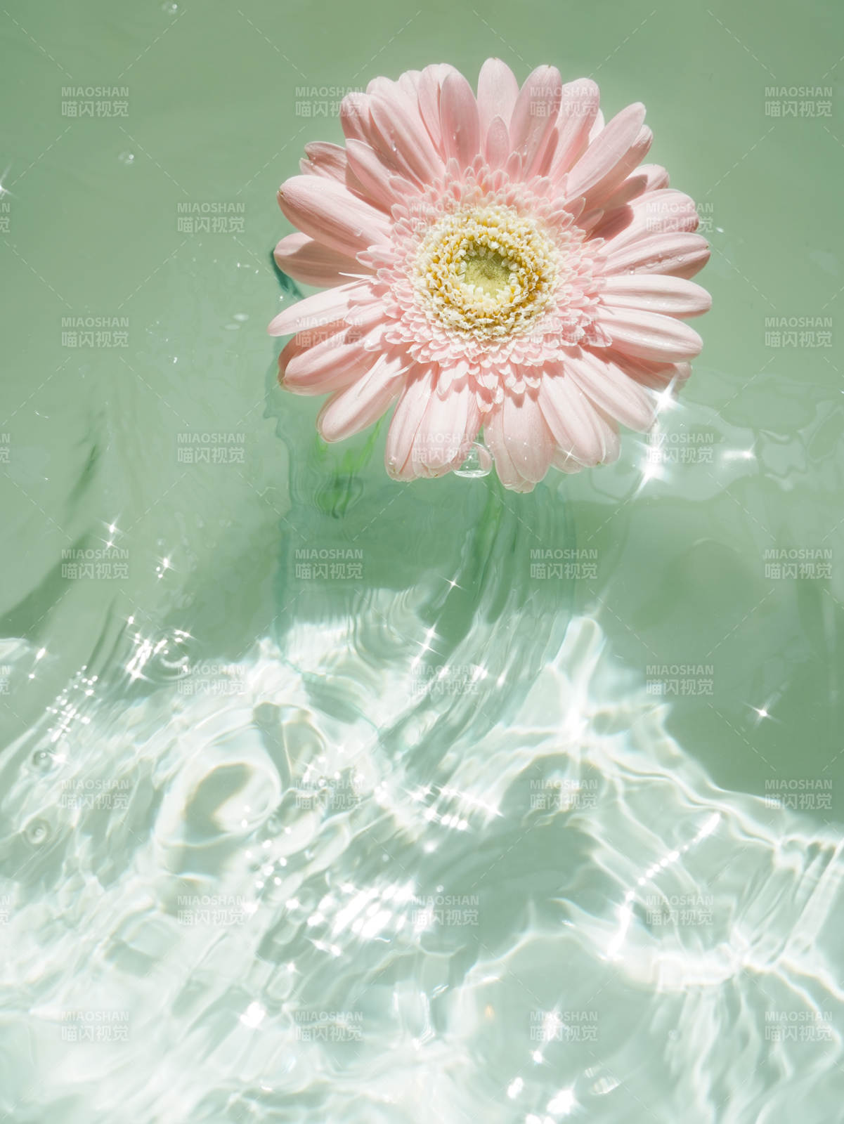 水中绽放的粉色花朵图片