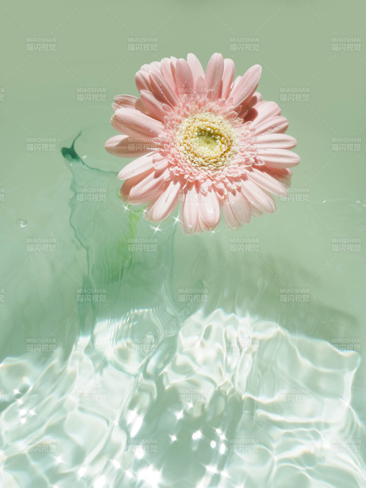 水中粉花 光影轻舞图片