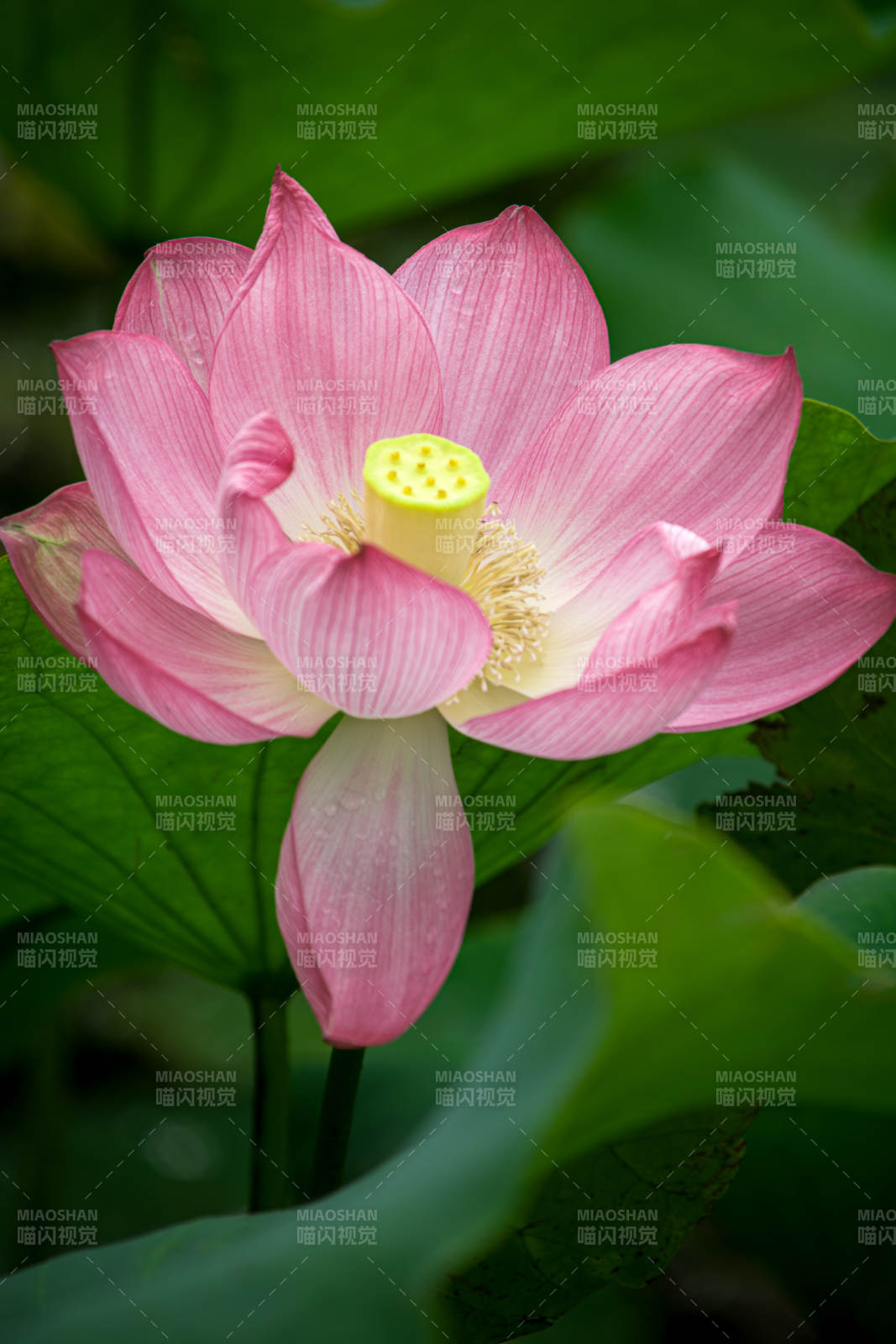 粉嫩荷花映荷叶图片