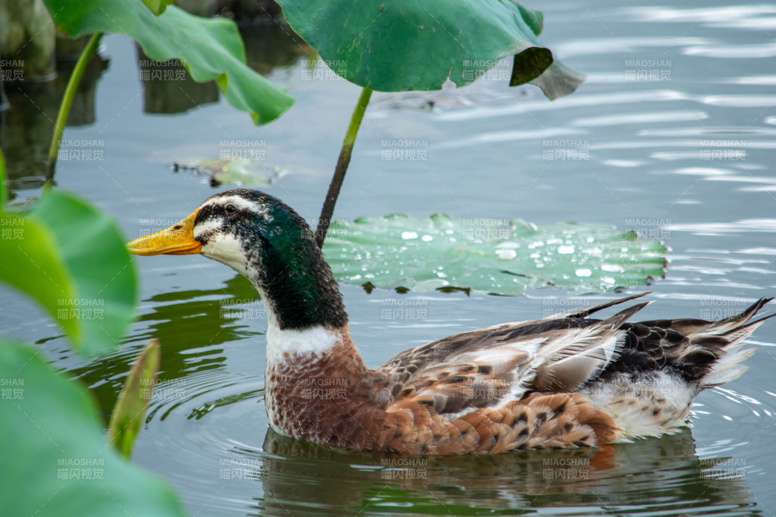 池塘中的鸭子图片