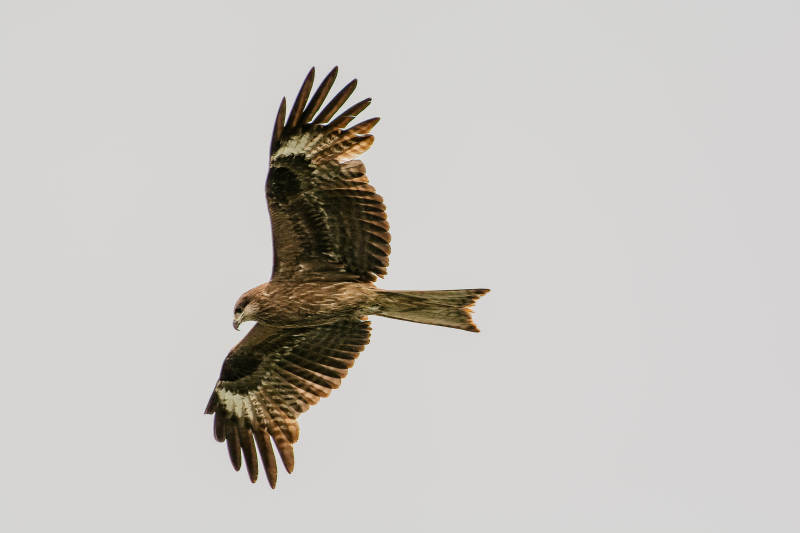翱翔的鹰影图片