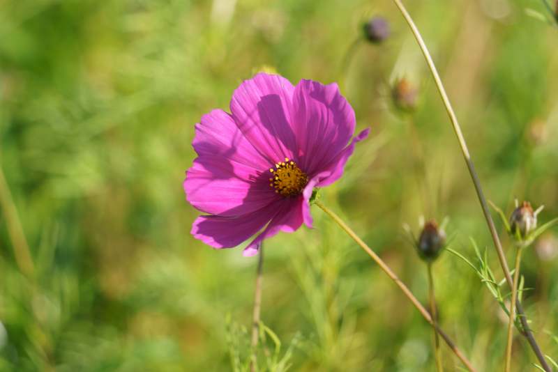 粉红色的野花在风中摇曳图片