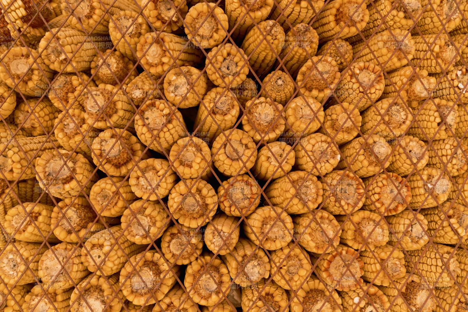 玉米堆叠在铁丝网后图片