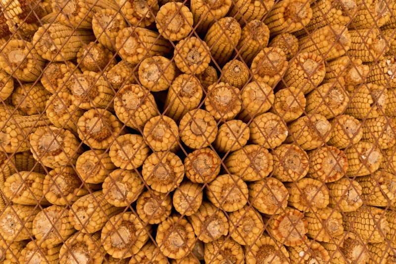 玉米堆叠在铁丝网后图片