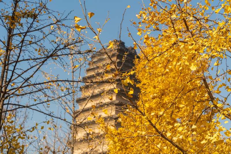 秋日西安小雁塔图片