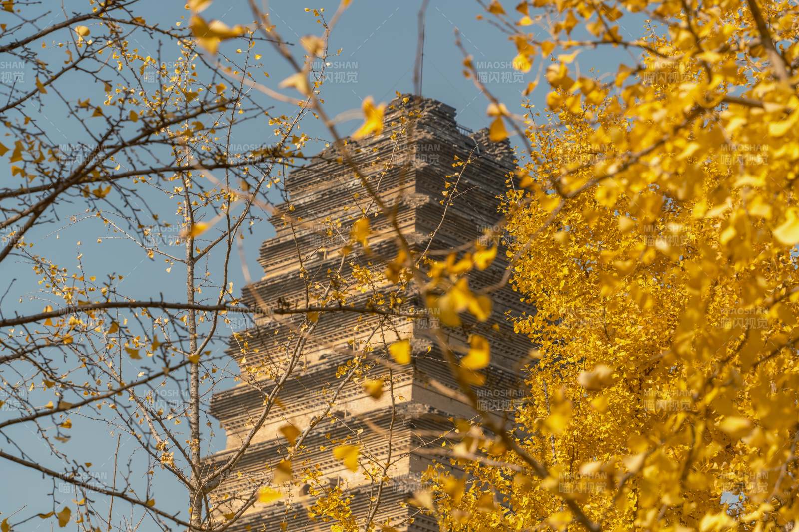 秋叶映衬西安小雁塔图片