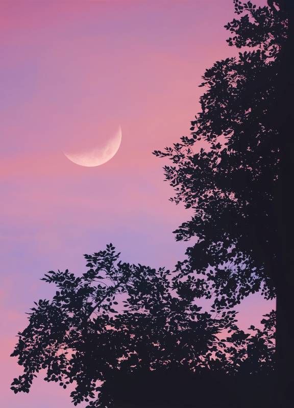 月牙映树影 暮色温柔夜图片