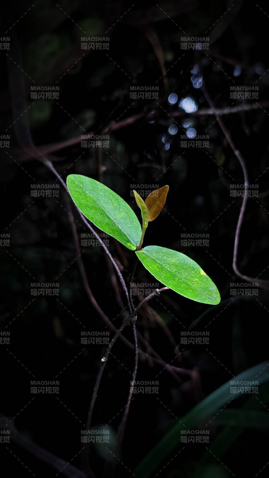 黑暗中的绿叶新生图片