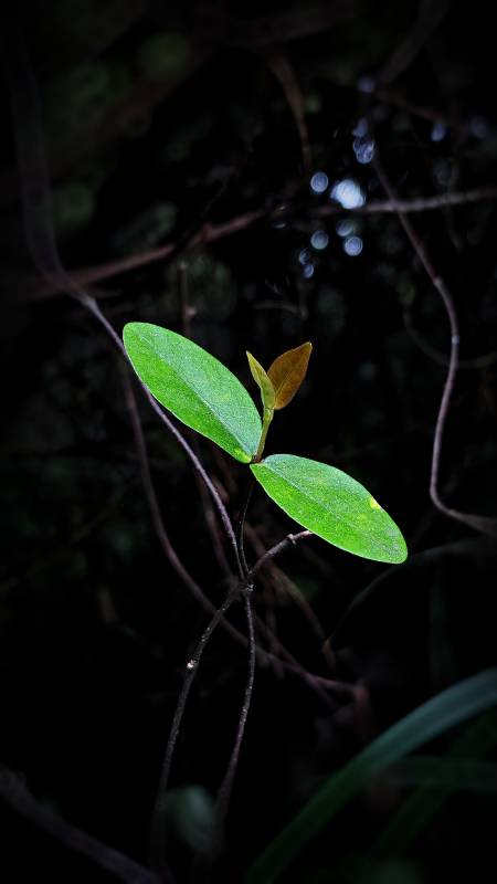 黑暗中的绿叶新生图片