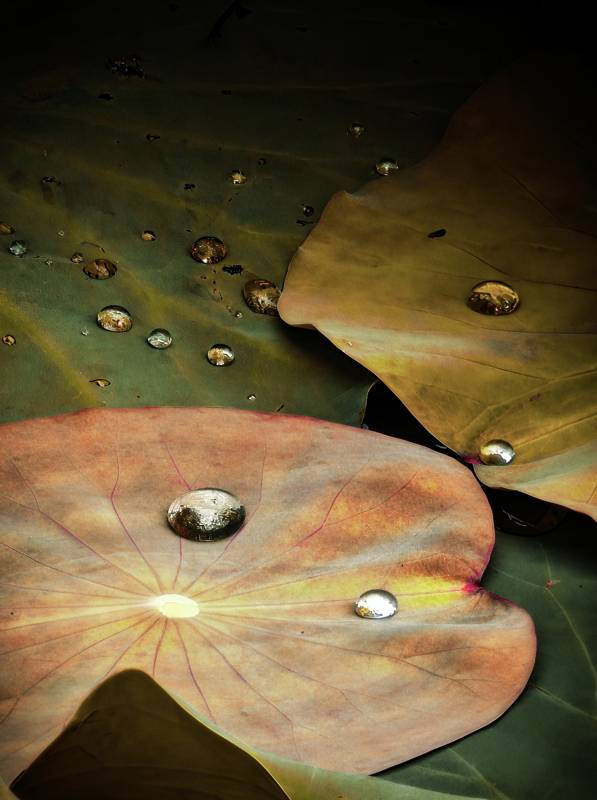 荷叶上的水珠图片