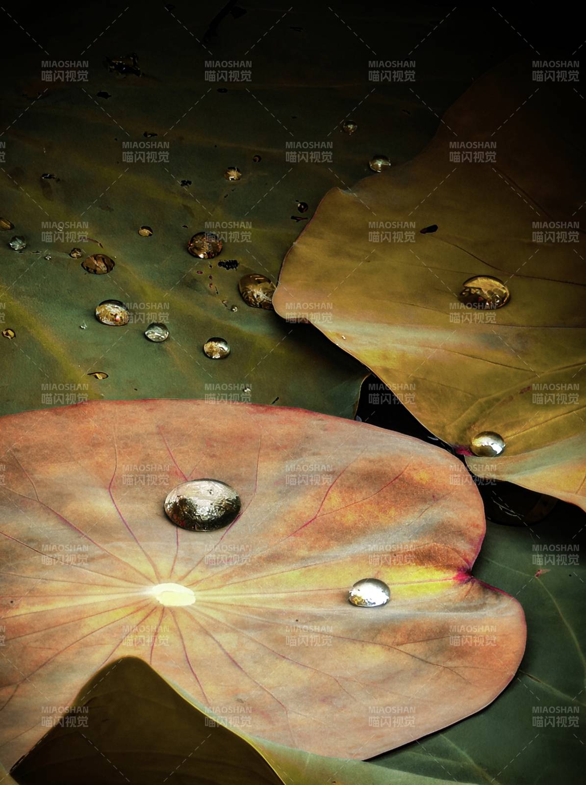 荷叶上的水珠图片